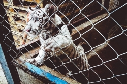 Road inspections by Mexico’s Fiscalia General de la Republica intercept this white tiger cub concealed in a pick-up van